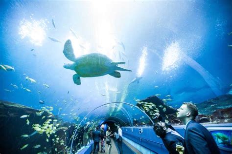 Georgia Aquarium: Ocean Voyager Virtual Tour | GetYourGuide