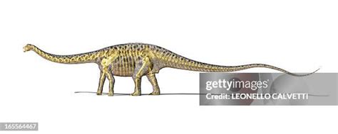 Diplodocus Skeleton Photos and Premium High Res Pictures - Getty Images