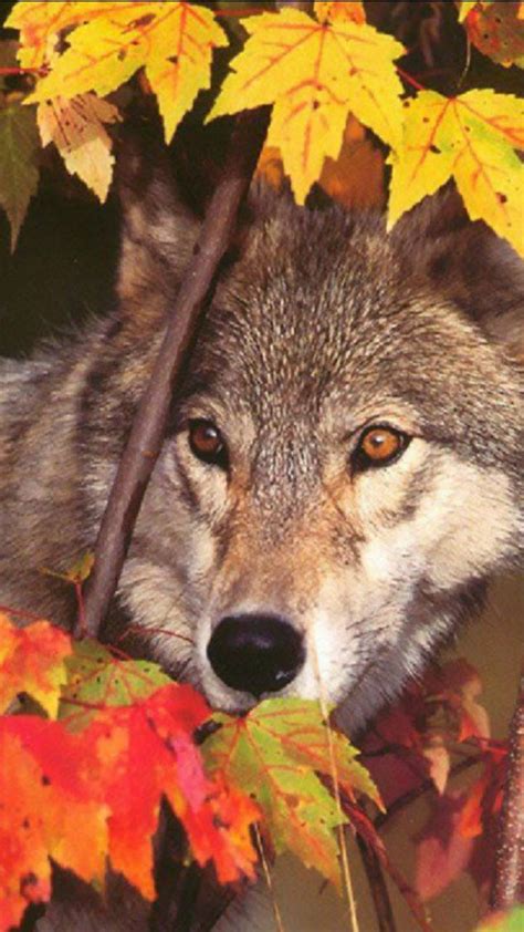 Wolves Autumn Wallpapers - Wallpaper Cave