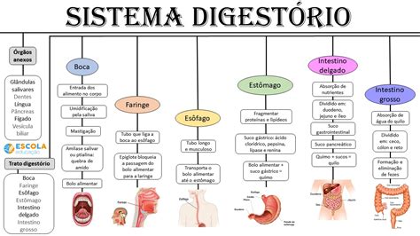 Sistema Digestorio Mindmeister Mapa Mental Images | Porn Sex Picture