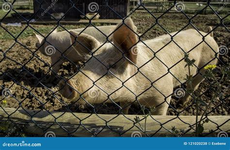 Farm pig stock photo. Image of livestock, animals, indoor - 121020238