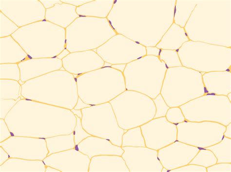 33.9: Animal Primary Tissues - Bone, Adipose, and Blood Connective ...