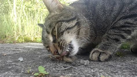 Cat eating bird - YouTube