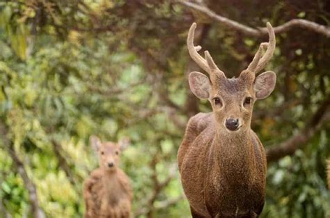 Bawean Deer - Deer and Forests