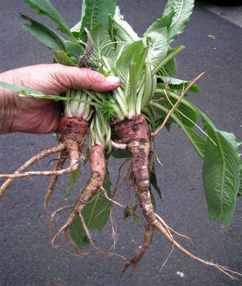 Evening-primrose-root. | Wild food foraging, Edible plants, Plants