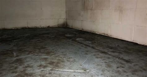 Mold Growth on Concrete – How it Happens - JES Foundation Repair