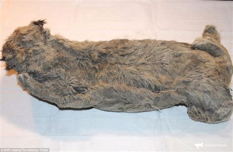 50,000-year-old 'perfect' cave lion cub is found Siberia | Daily Mail Online