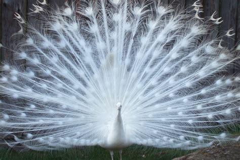 🔥 [70+] White Peacock Wallpapers | WallpaperSafari