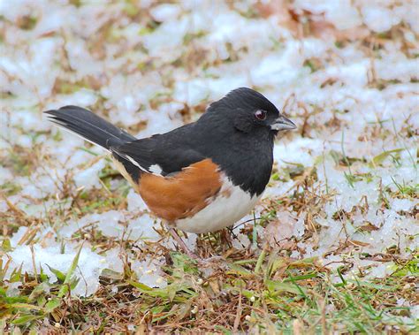 Eastern Towhee male - FeederWatch