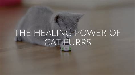 The Healing power of Cat Purrs - YouTube