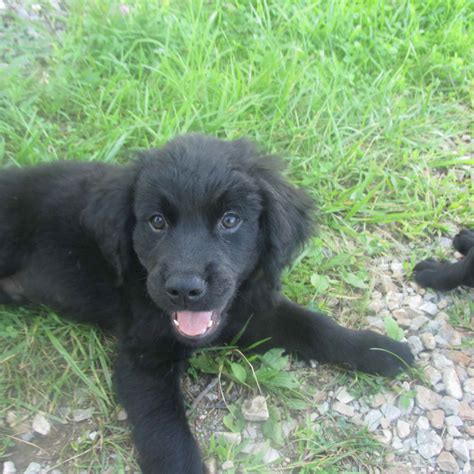 Golden Retriever Black Lab Mix Puppies For Sale | PETSIDI