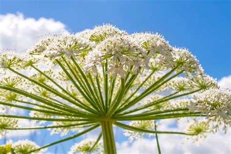 Giant Hogweed: Identification and Poison Management