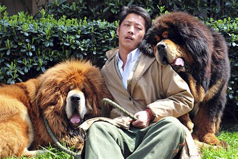 Tibetan mastiff twins sell for record-breaking $3 million in China ...