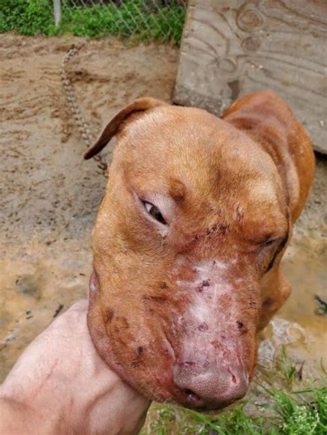 156 dogs rescued from illegal dog fighting operations in Georgia - Pet ...