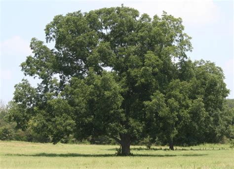 The Importance of Native Pecans for the Industry's Future - Pecan South ...