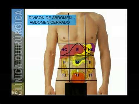 Abdomen Anatomía