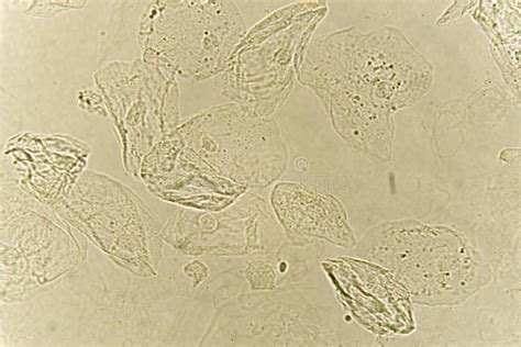 Epithelial Cell Microscope