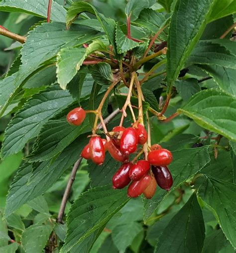 identification - Identify shrub with red berries in UK - Gardening & Landscaping Stack Exchange