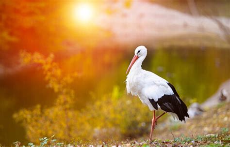 White Stork Migration: Interesting Facts About These Birds - My Animals