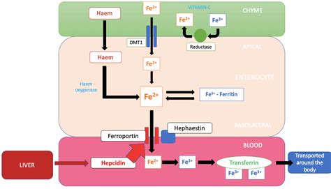 5. Iron Metabolism - SimpleMed - Learning Medicine, Simplified