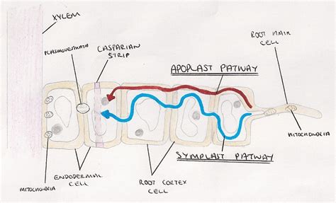 9.2 Water Transport in Plants - a level biology student