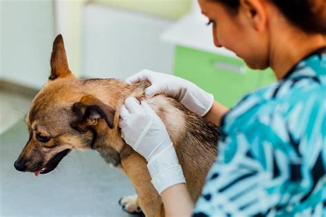 Pet Dermatology Conditions and Treatment | Vet Advantage