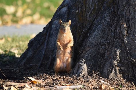 Squirrel Tree Cute - Free photo on Pixabay - Pixabay