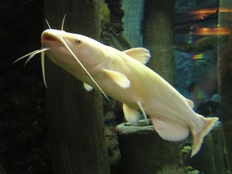 Albino Catfish | Albino animals, Albino, Catfish