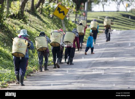 THAILAND CHIANG RAI MAE SALONG TEA PLANTATION Stock Photo - Alamy