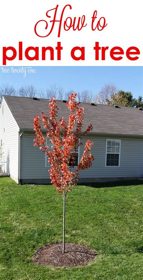 How To Plant A Tree | Plants, Beautiful flowers garden, Trees to plant