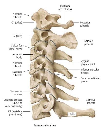 Anatomy Of Subaxial Cervical Spine Bony Anatomy The Subaxial Cervical ...