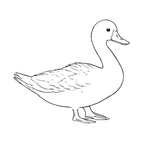 Premium Vector | Vector image hand drawing duck outline illustration