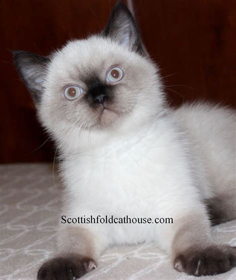 Scottish Folds and British Shorthair Kittens for Sale | Scottish fold ...