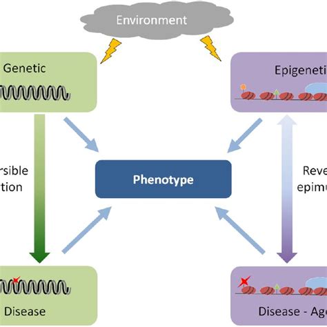 Environmental factors can induce both genetic and epigenetic... | Download Scientific Diagram