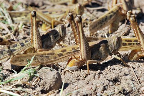 Swarm Shift: How Locusts Switch Phases When Numbers Swell