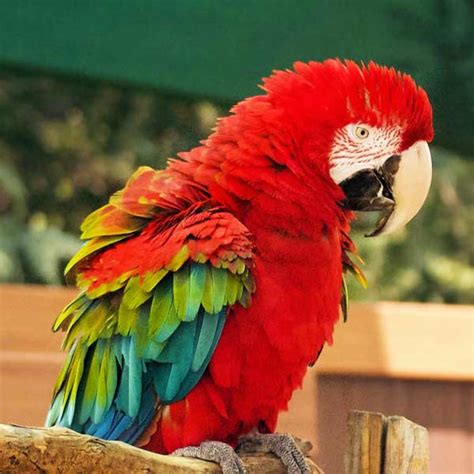 Buy Green Wing Macaw Parrot in Pakistan | Red Macaw Price - Taj Birds