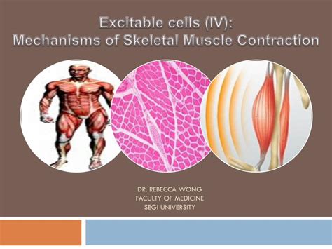 (PDF) Excitable Cells (IV) Mechanism of Skeletal Muscle Contraction ...