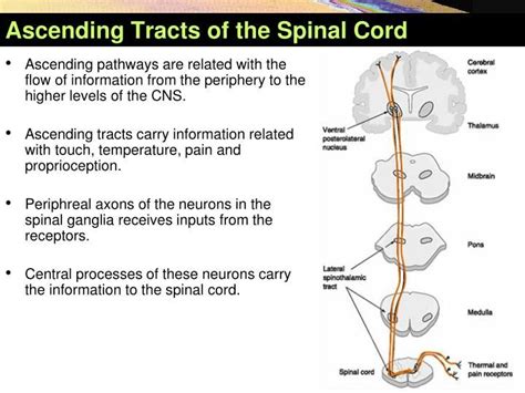 MEDICAL SCHOOL: sensory pathways and ascending tracts in the spina... | Sensory pathways ...