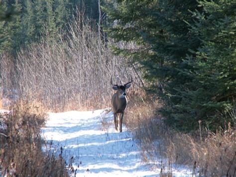 Get prepared for the 2023 deer hunt - Manitoba Co-operator