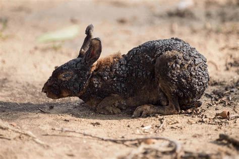 California fires: Heartbreaking images show scorched animals after ...