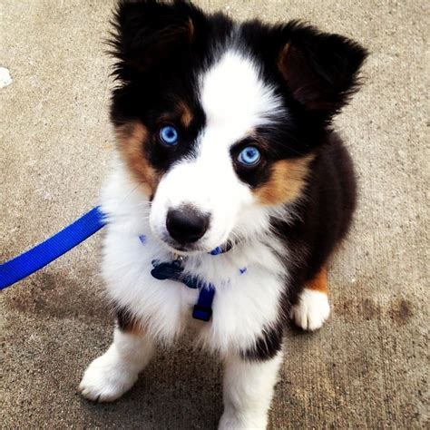 Australian Shepard puppy! This blue eyes are so gorgeous! Australian Shepherds, Australian ...