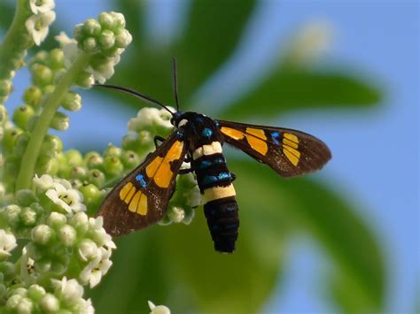 Euchromia horsfieldi moth | Euchromia horsfieldi is a specie… | Flickr