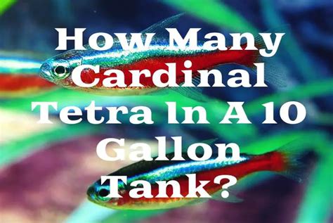 How Many Cardinal Tetra In A 10-Gallon Tank? - Tetra Fish Care