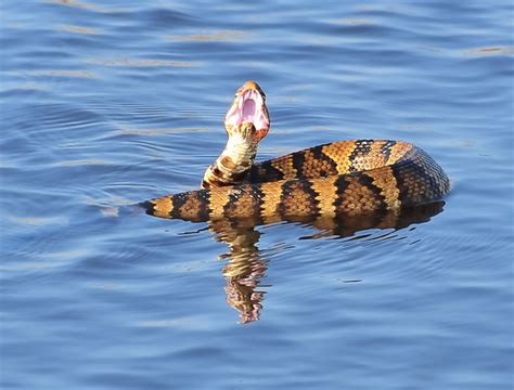 Cottonmouth - a photo on Flickriver