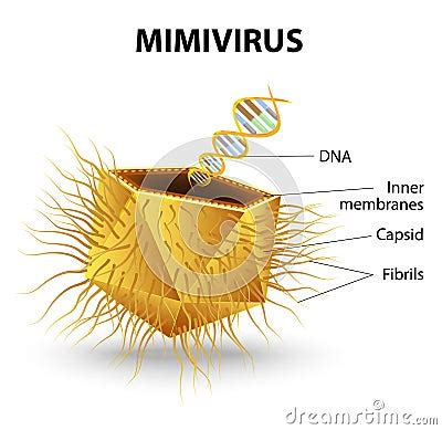 Mimivirus Stock Vector - Image: 43648984