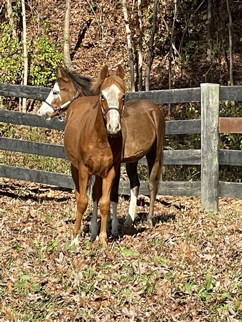 Breeding – Saddle Lake Equestrian Center