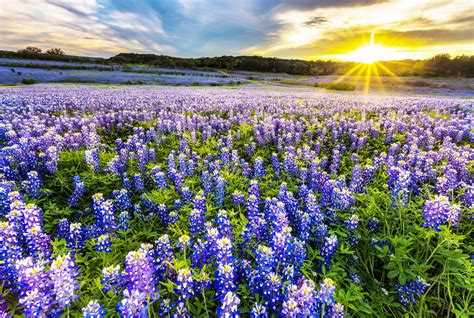 Where to Catch a Glimpse of Texas Bluebonnets