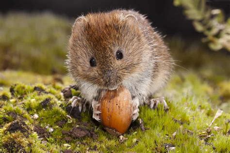 Discover the Most Effective Homemade Vole Repellent