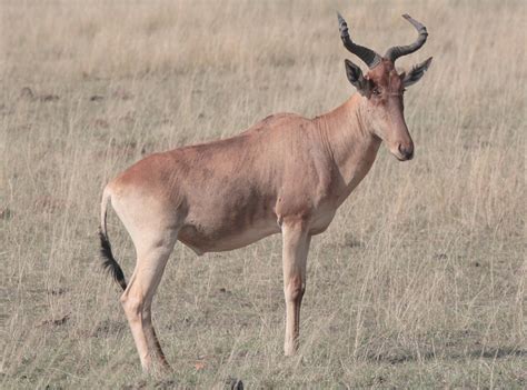 Hartebeest | Project Noah