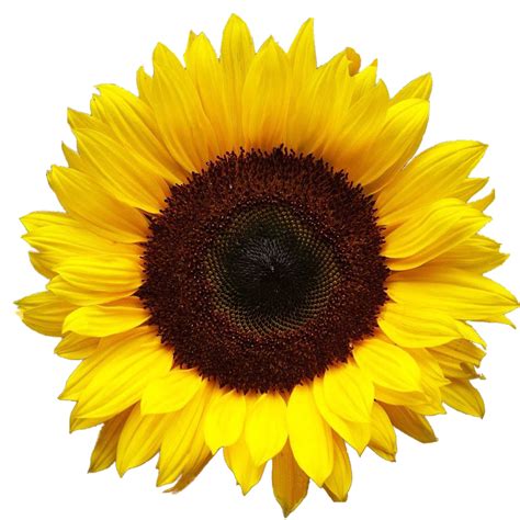 Sunflower PNG